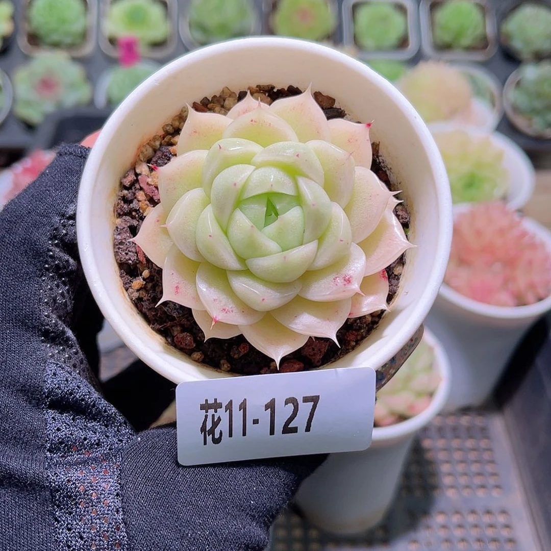 花利美11-127麦秆单头