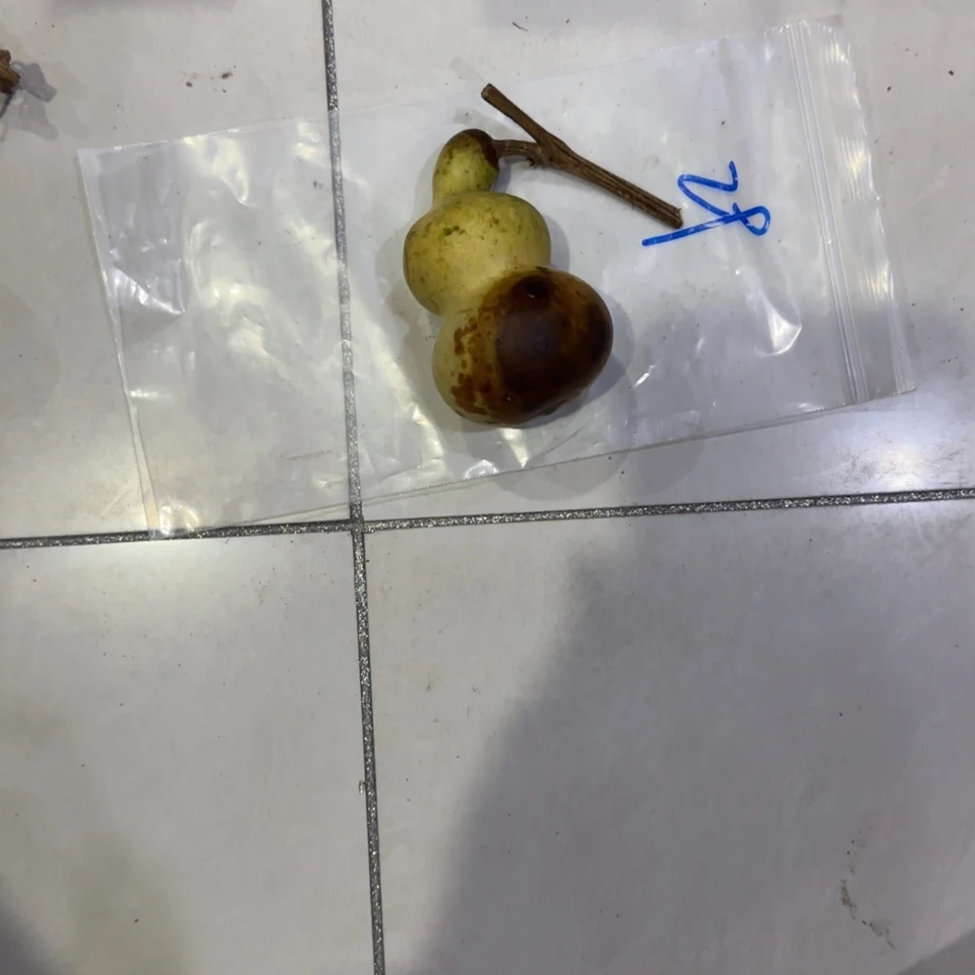 紫***兰葫芦乐乐粒磨损率咯OK乐乐