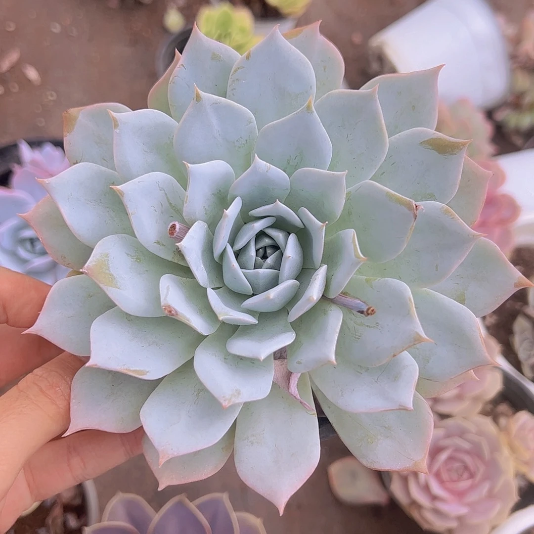 薄叶蓝鸟二盆多肉