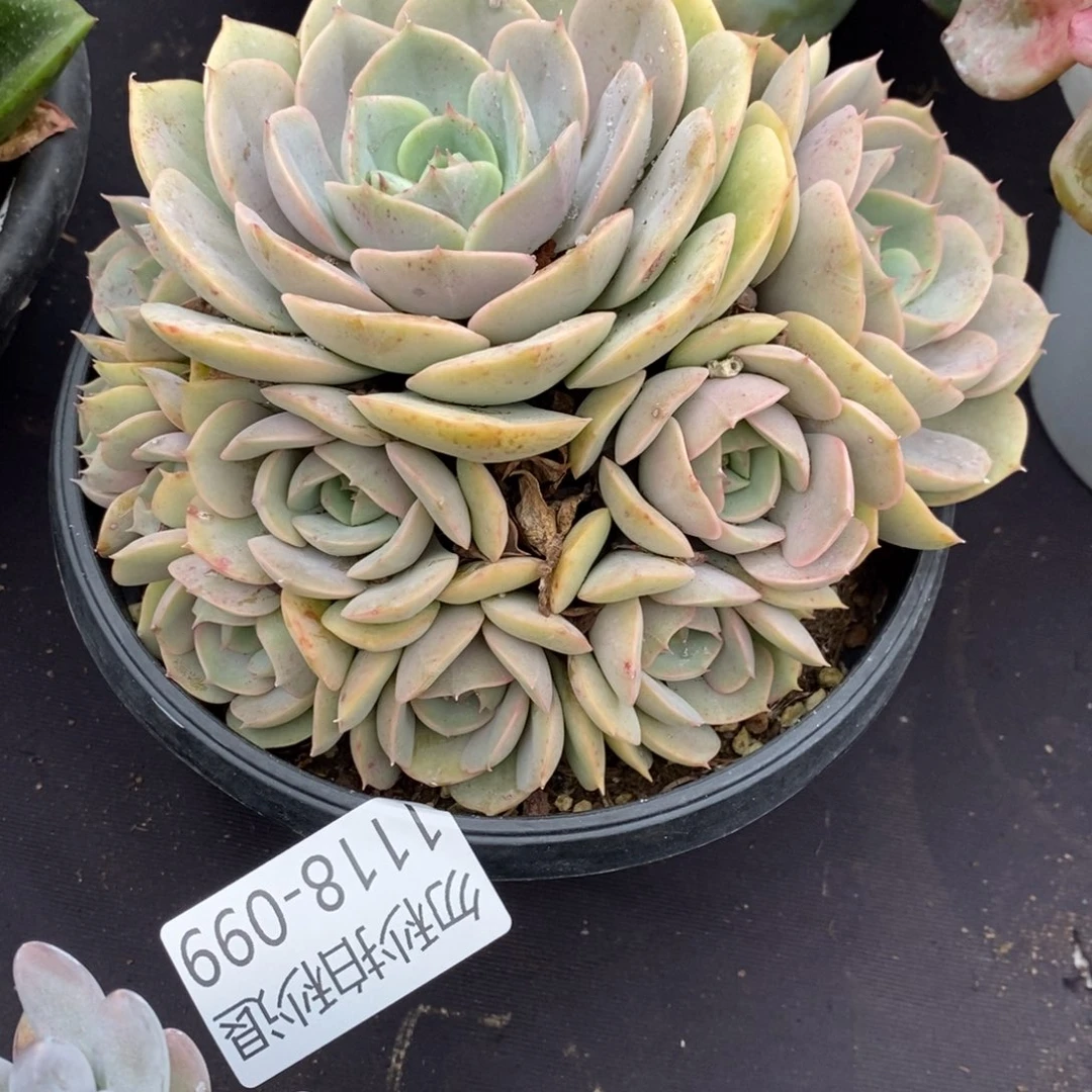 两单包邮1118-99蓝色苍鹭