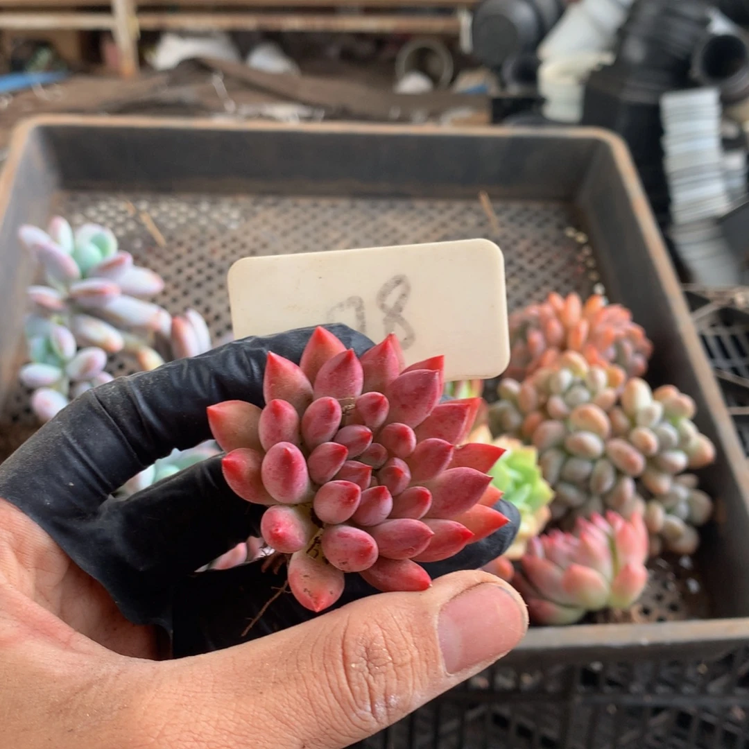 棣***贝多肉植物4556667777