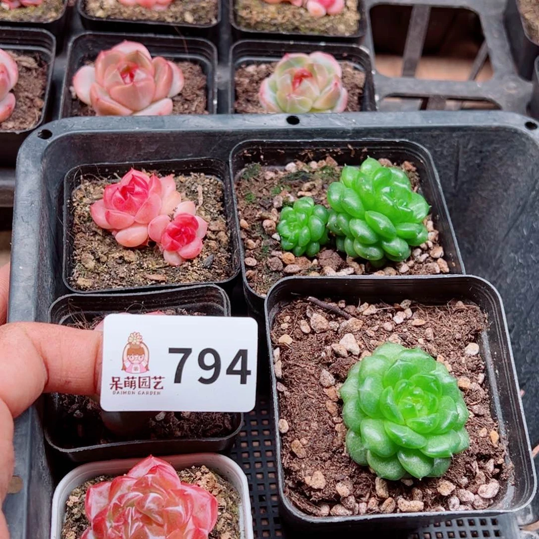 九****煊多肉植物多肉植物