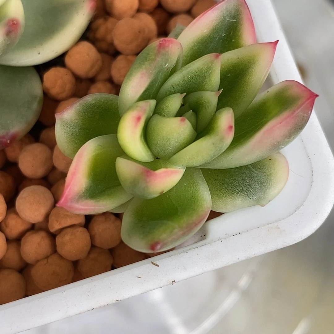 索菲亚锦侧芽一物一拍