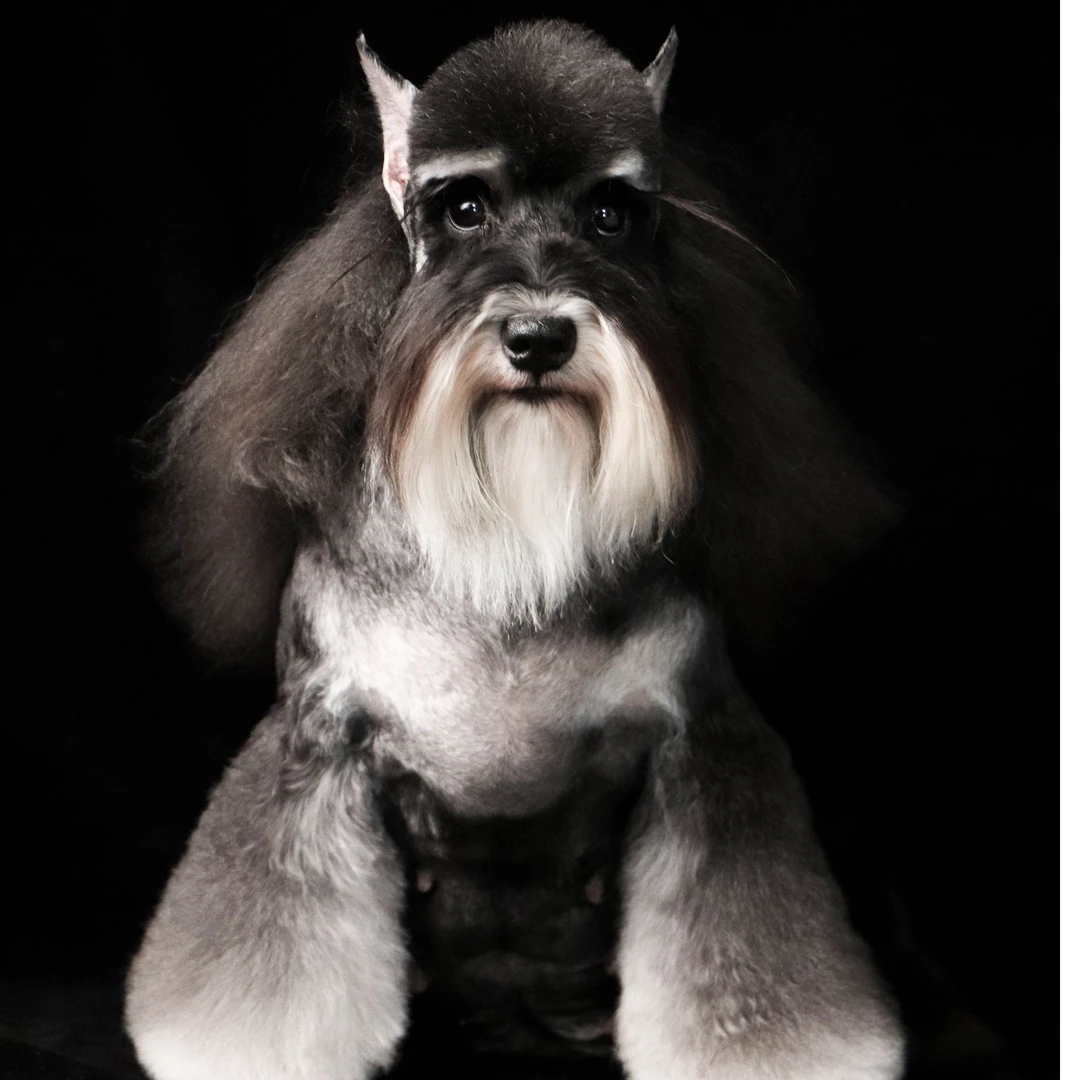 （沈阳悦泽雪纳瑞犬舍） 雪纳瑞 狗狗活体