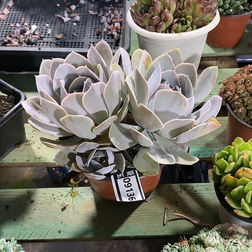 【闪购商品】圣卡09136