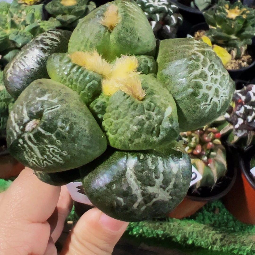 畅***1无花朵福利大尤光面连山牡丹810