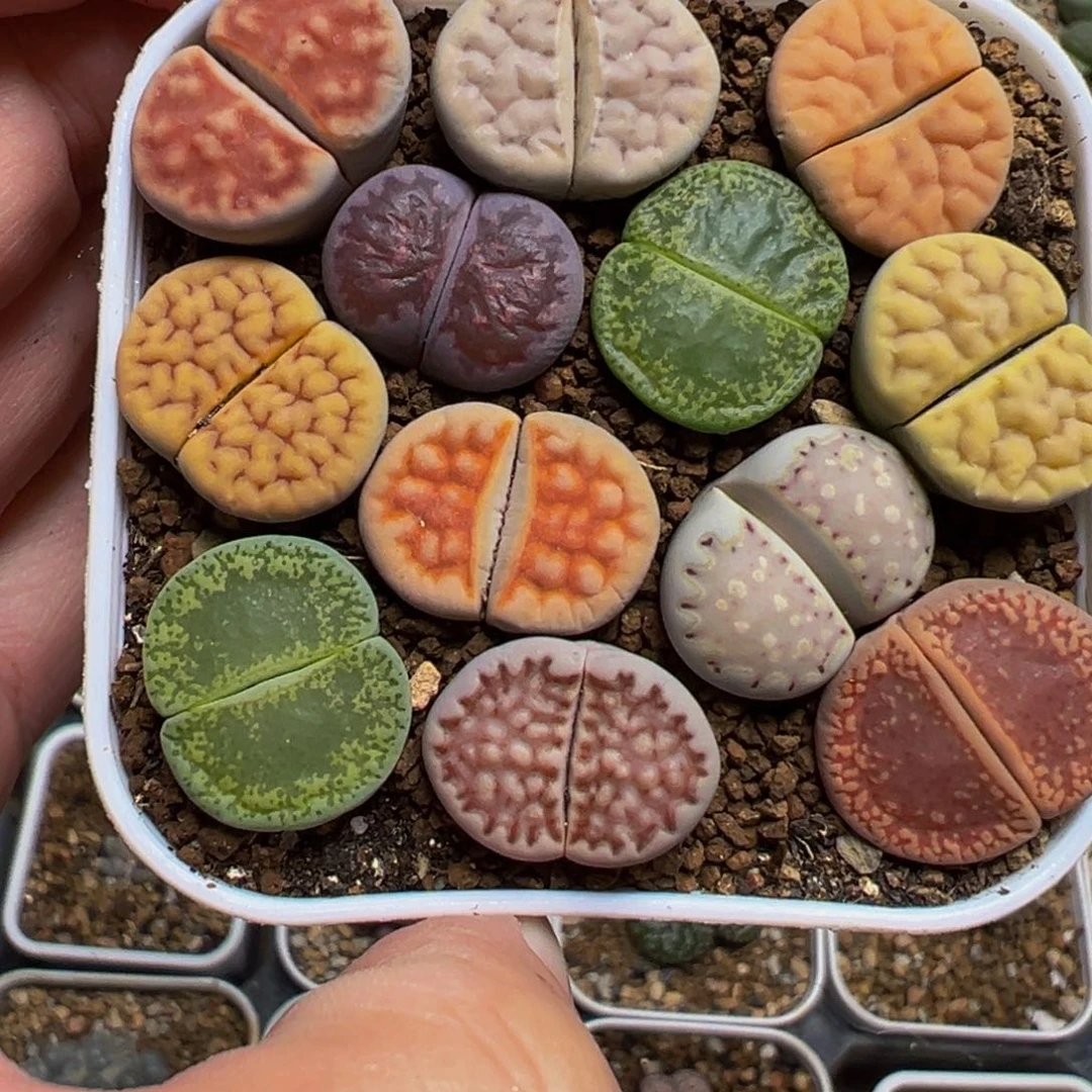 南***耶彩虹编号母本组合多肉植物
