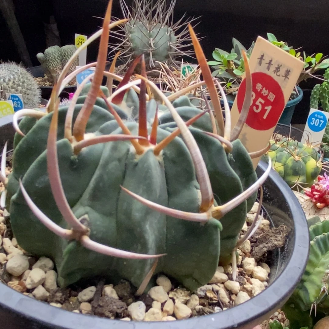 自根豪刺火焰刺龙剑丸8cm