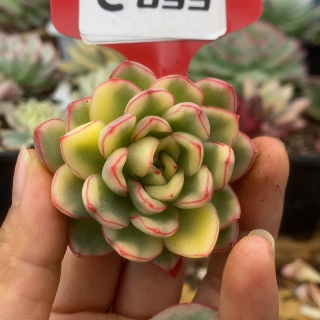 095曼陀罗头盖锦锦锦锦锦锦锦