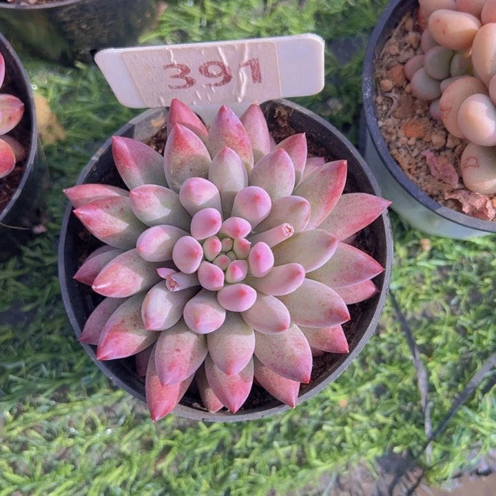 健健康康平平安安