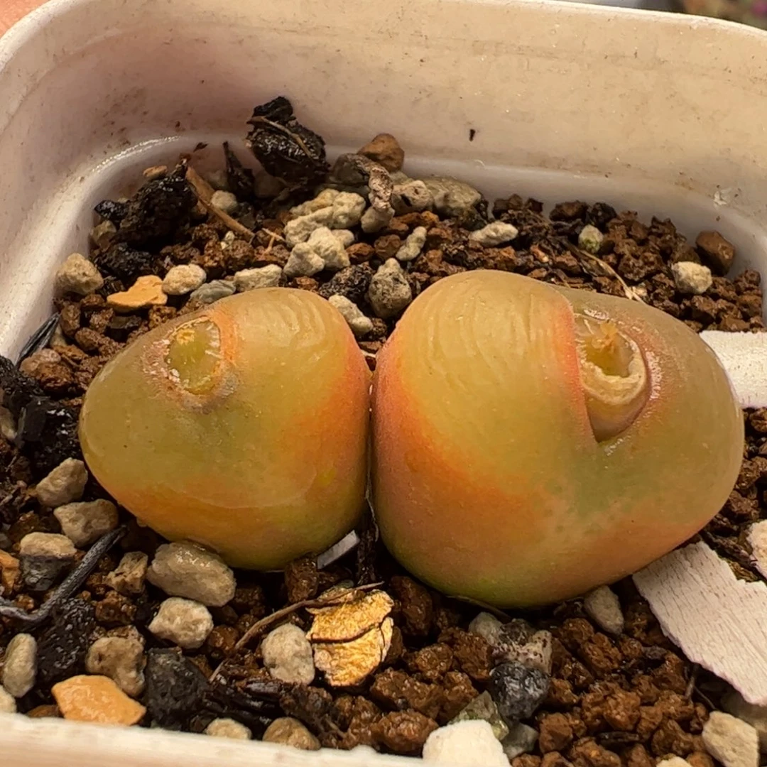 012多肉植物百科