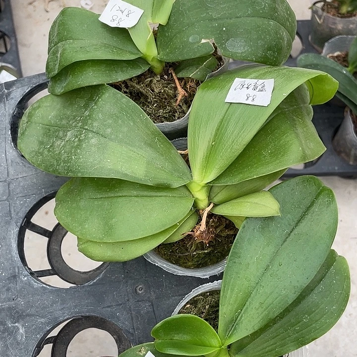 完全开放处理苗1218叶损➕原生盲盒➕3288蓝孔雀交蓝路帝