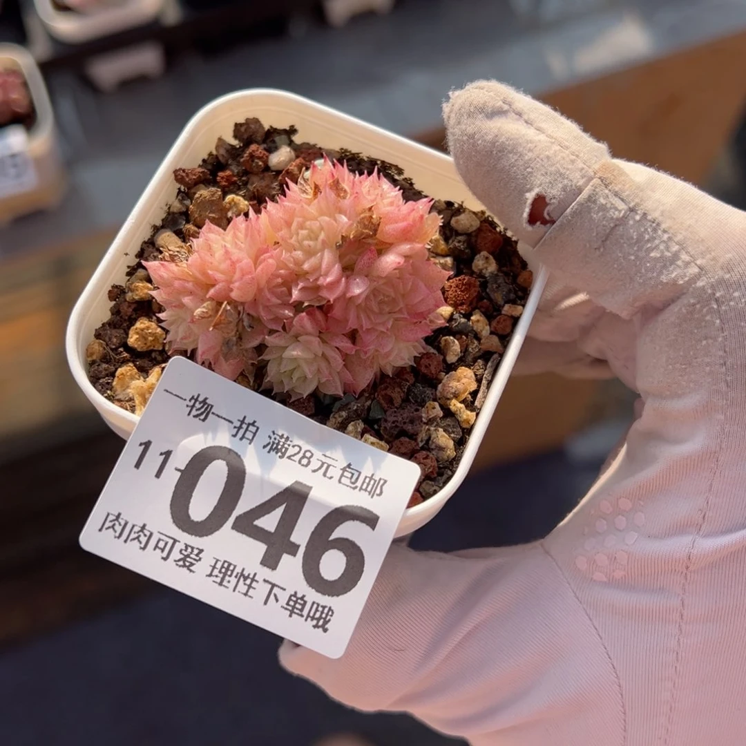 小脸麦多肉多肉多肉多肉