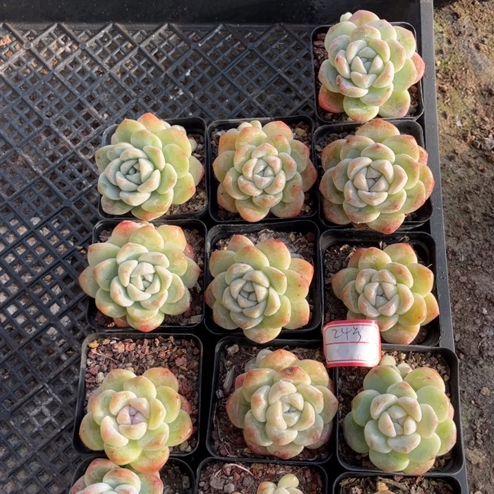 冰玉多肉七方盆一组冠幅5-6厘米13个24号