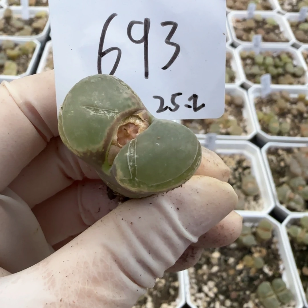 薇*多肉多肉多肉2025-693