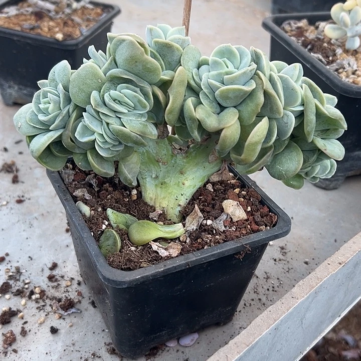 可爱玫瑰群生缀化朵朵