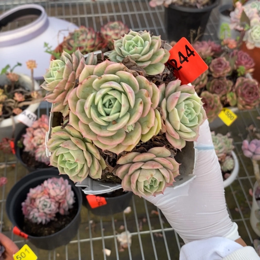 244昂斯诺一物一拍