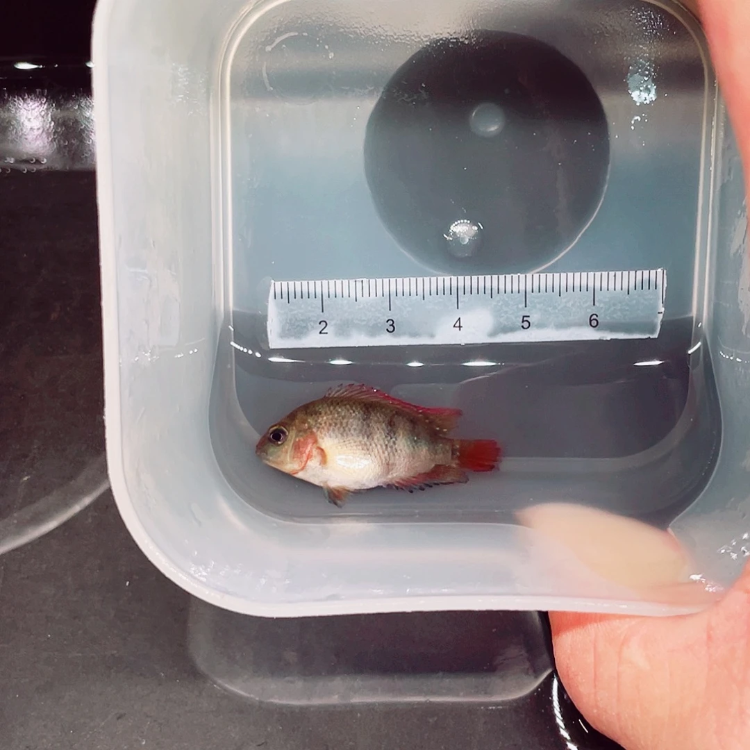 西***谢罗汉鱼老红马一条