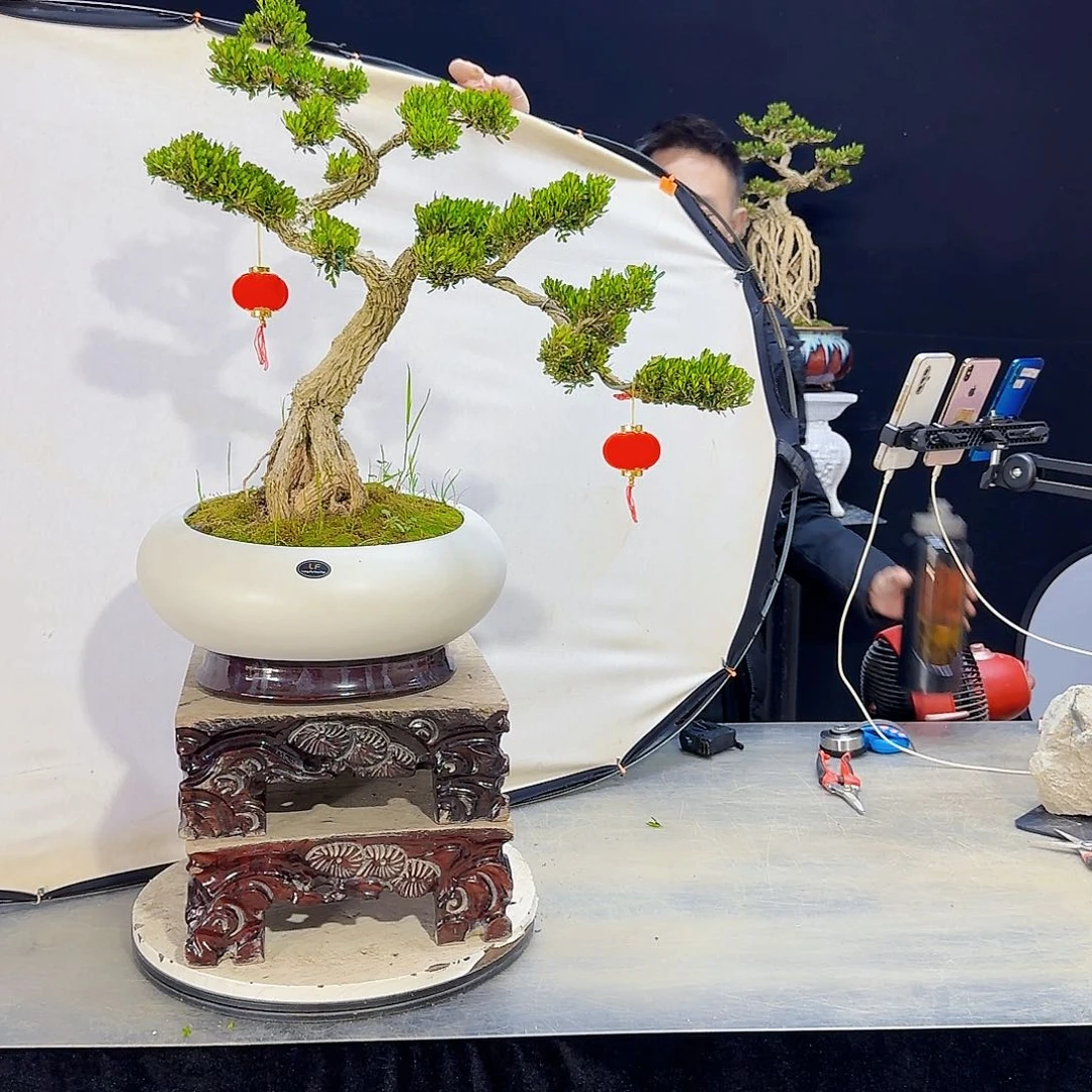 高端盆景艺术作品