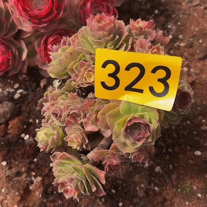 小*苏多肉植物福利323