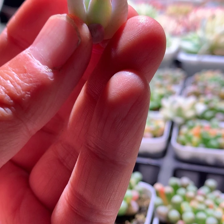 所罗门覆轮锦砍头