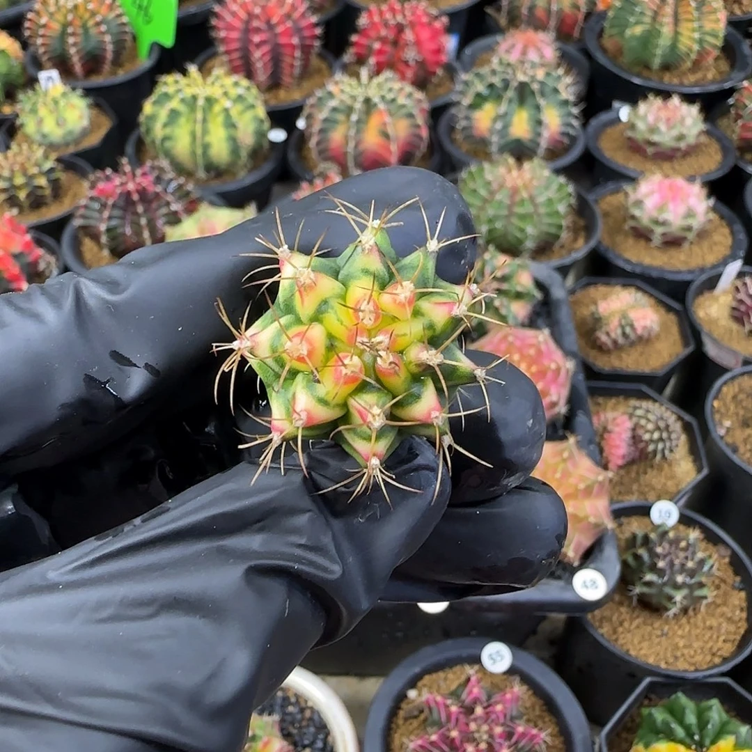 花田名品侧芽喜欢直接拍