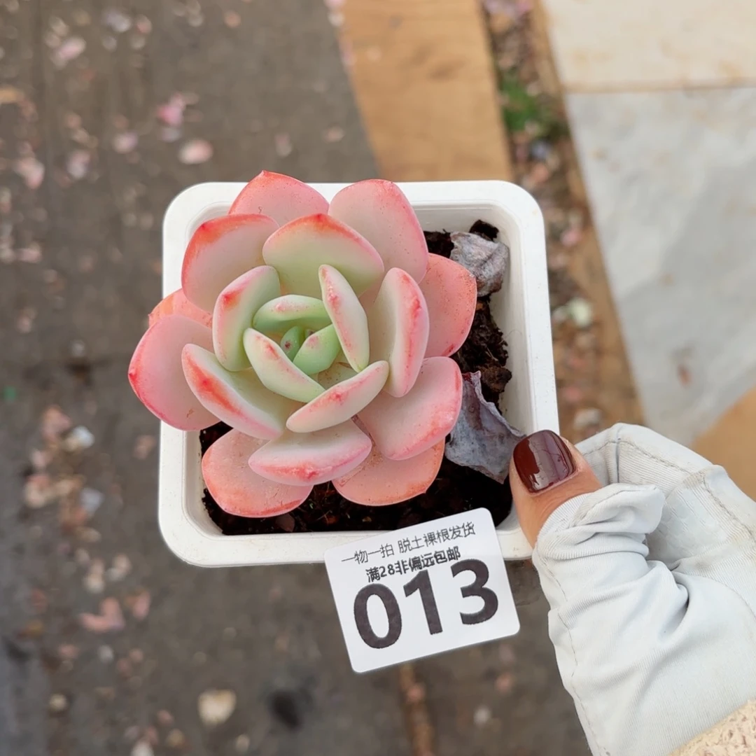 白月光无盆土发货