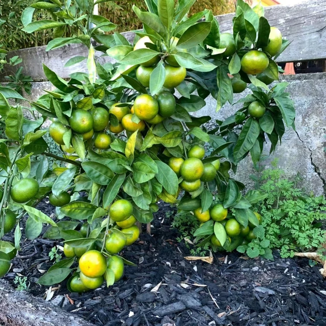 早熟青皮蜜桔苗橘子树果树果苗南方种植盆栽庭院水果桔子树苗四季