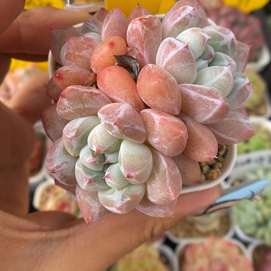 泡芙群生可拍5538号