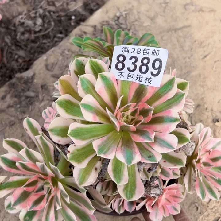 湄***芬8389多肉植物粉女巫法师