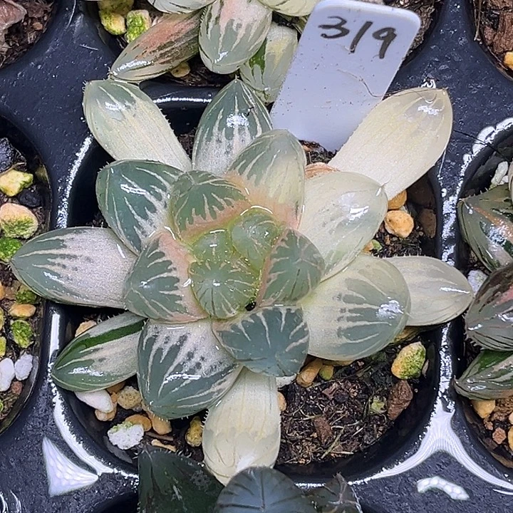 319龙爪玉露锦完美糊斑脱土发货