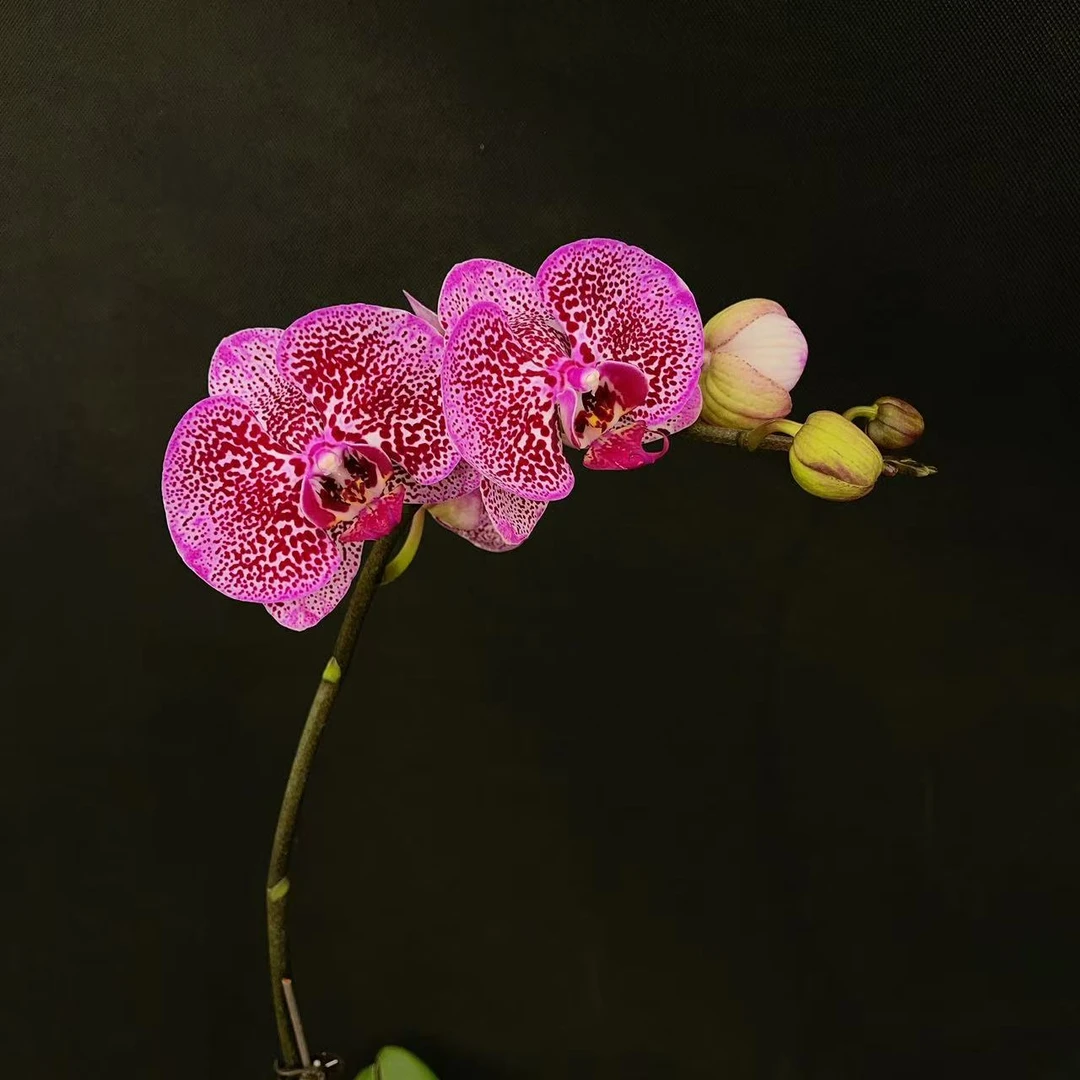 森境【富贵猫】精品蝴蝶兰（全花状态）