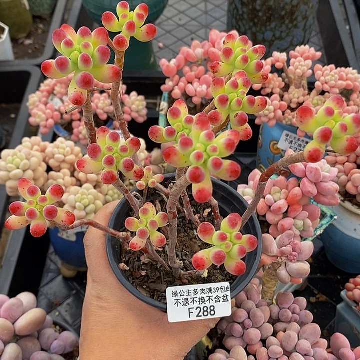 乙女心散拼288多肉植物