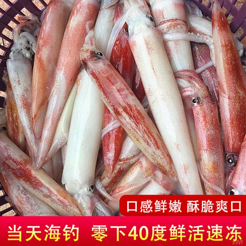 【两盒装】手钓中管鱿鱼刺身级乌贼东山岛活冻火箭管枪鱿鱼新鲜鱿鱼