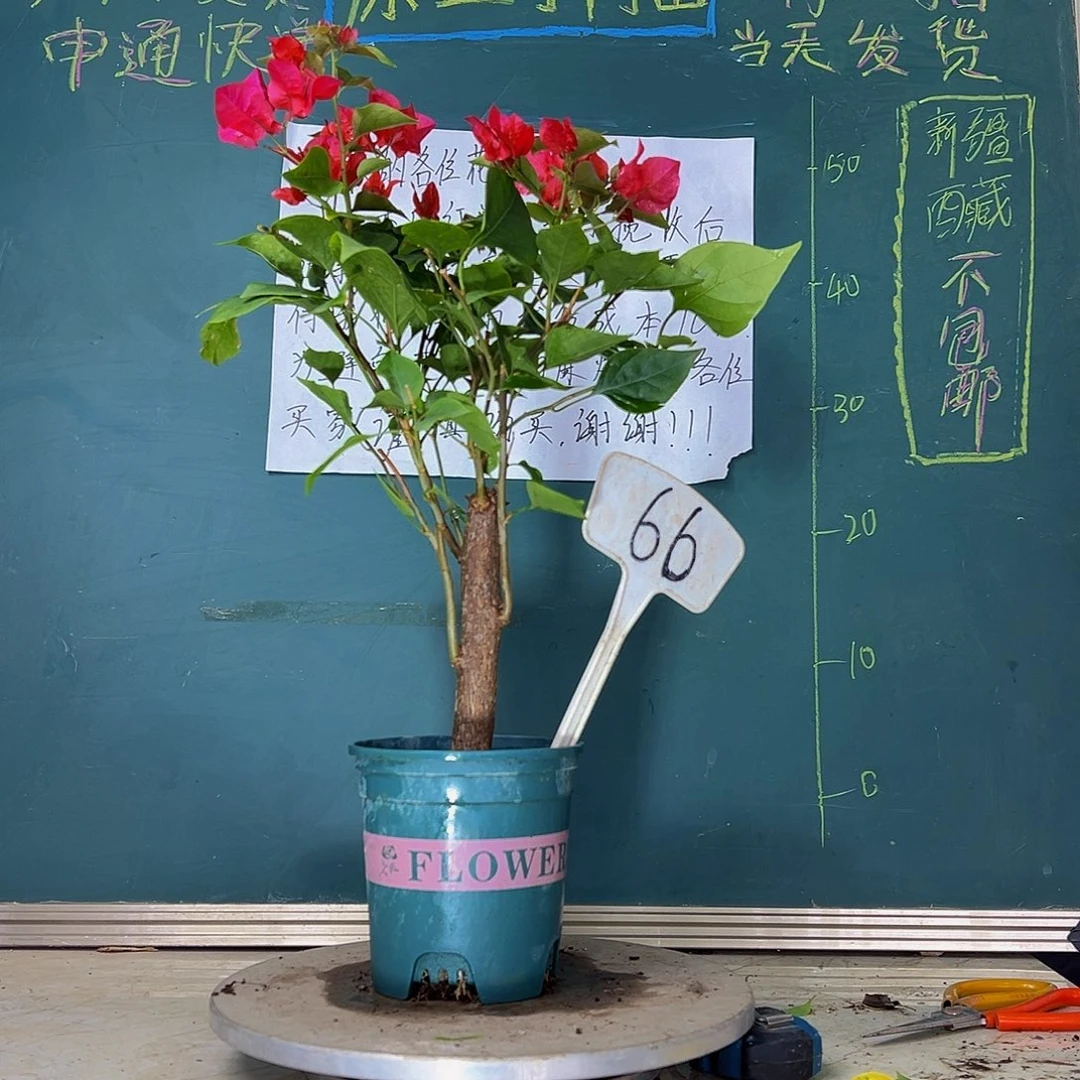 当前无花栽培后可以开花  樱红  粗杆  66