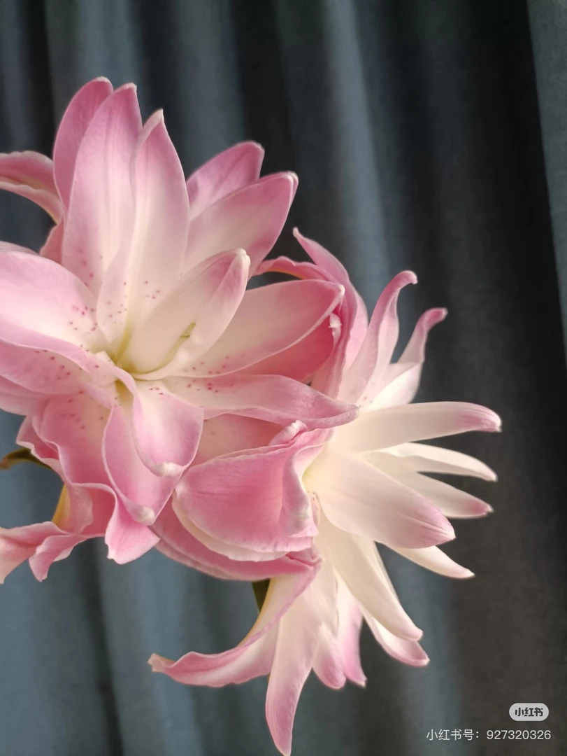 《莲花梦想重瓣香水百合》14/16进口一代百合种球