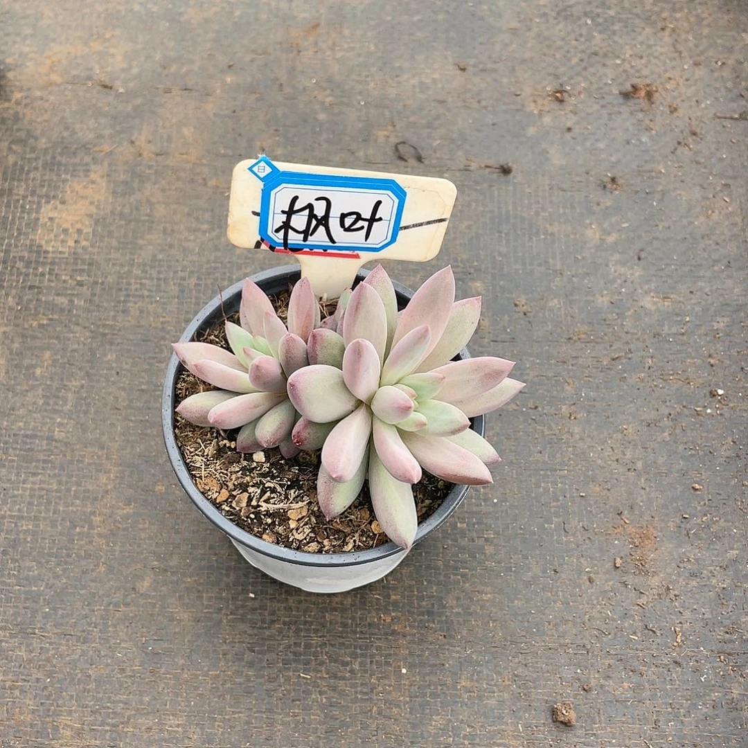 枫*姐姐说要不就是个好