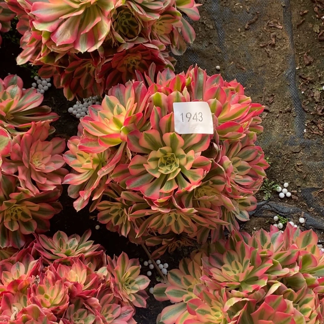 粉女巫1颗多肉多肉