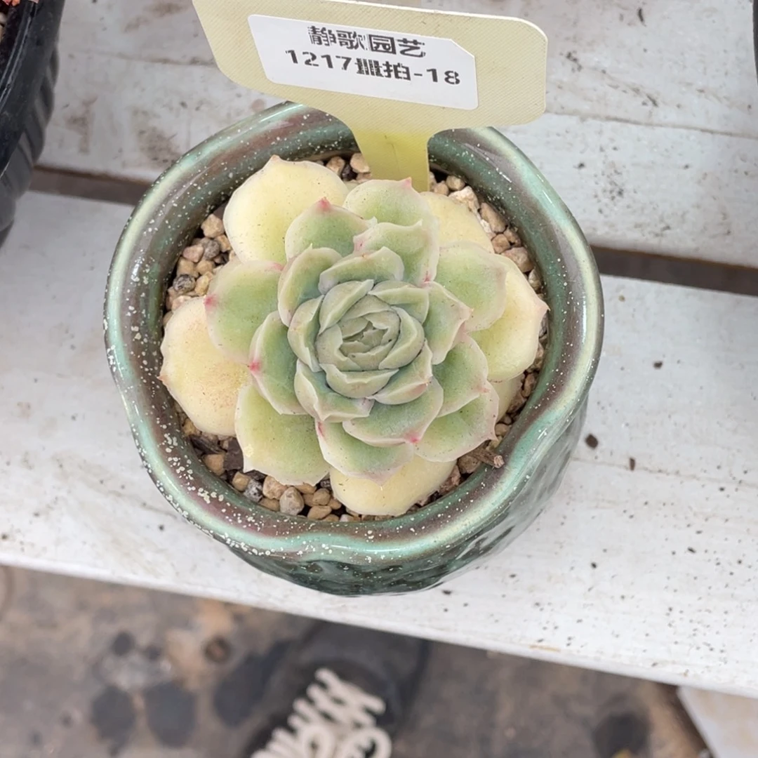 1217-18-水晶虾饺d单头一颗