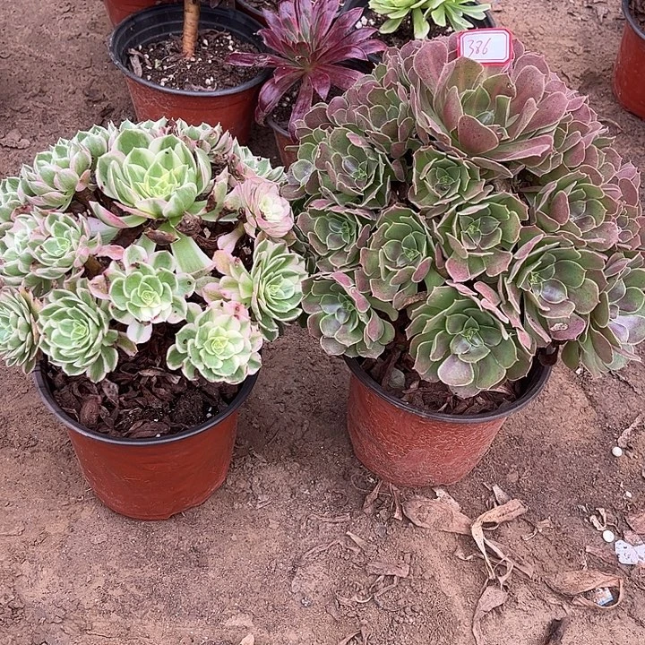 386多肉植物组合，