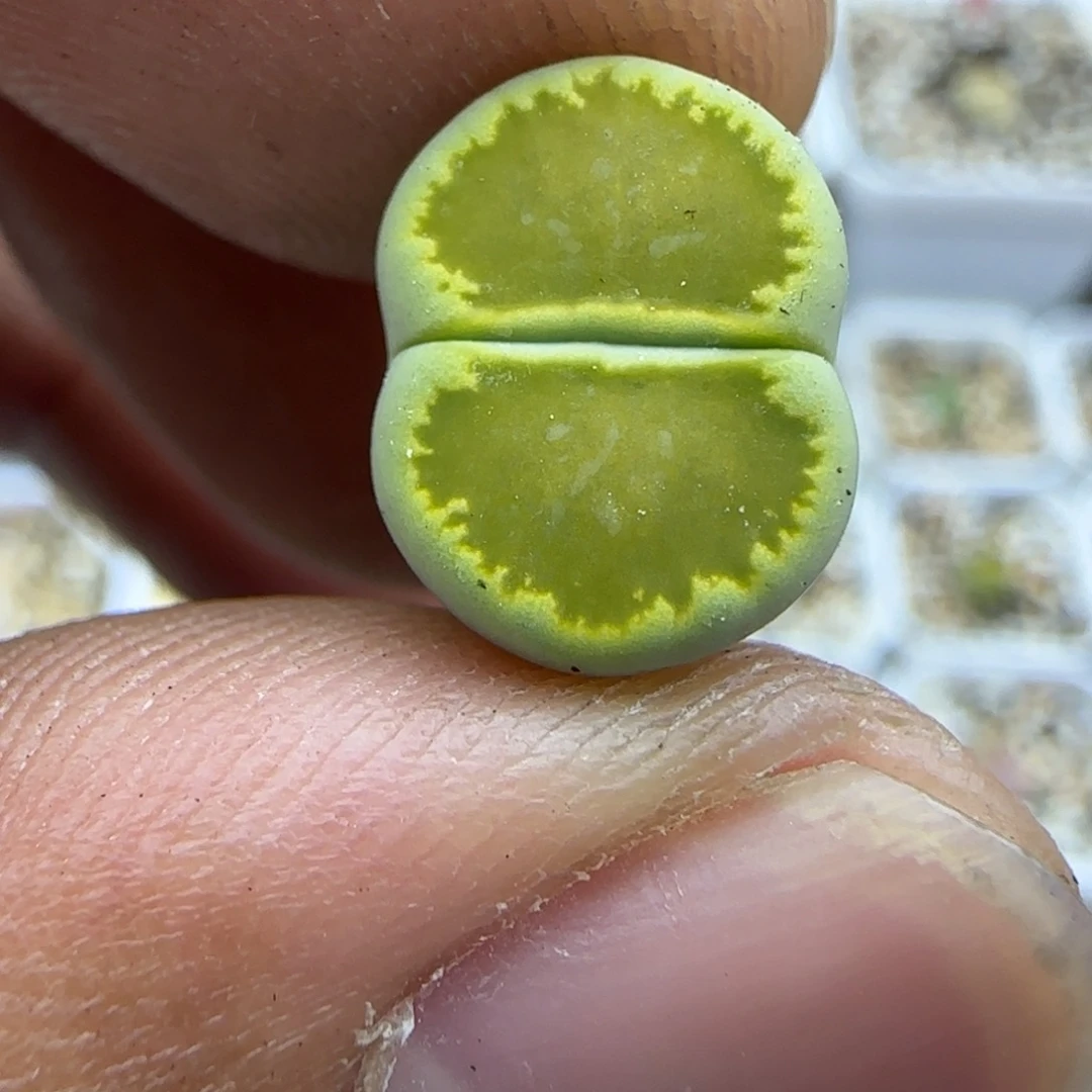 101 生石花大棚直播