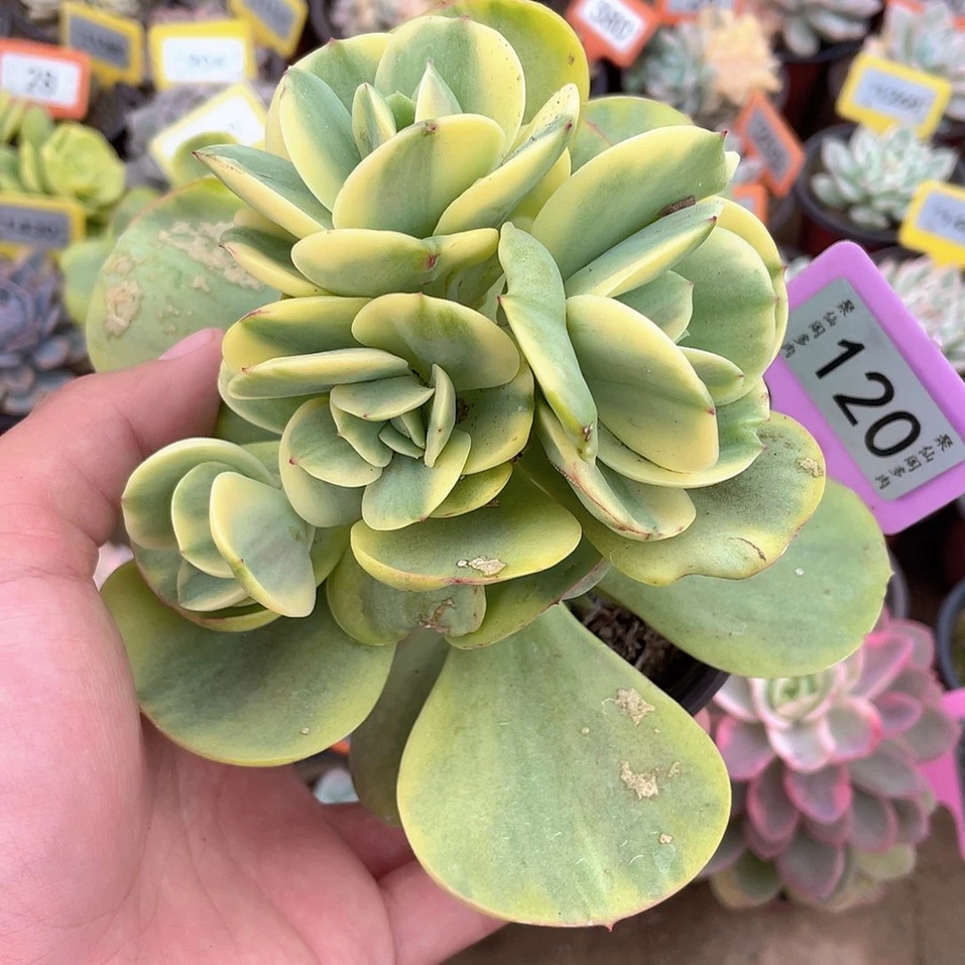 森***园120号多肉植物盆栽