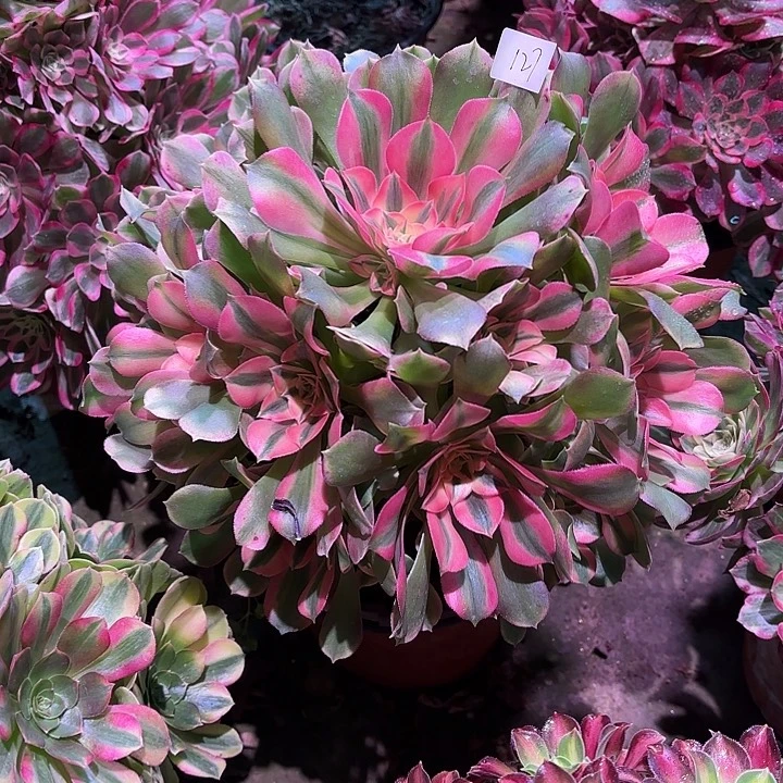 多肉植物香妃00127