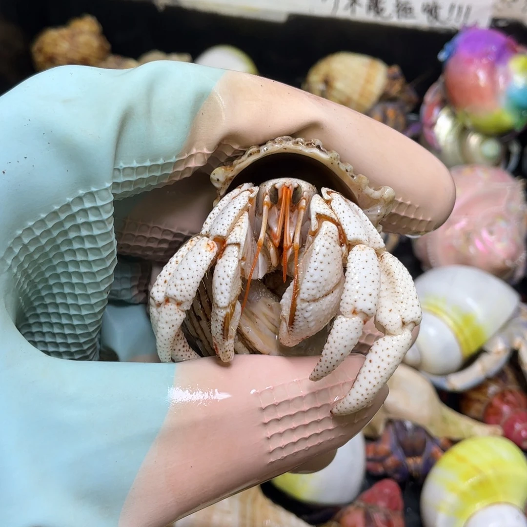 2.3白毛钱寄居蟹，