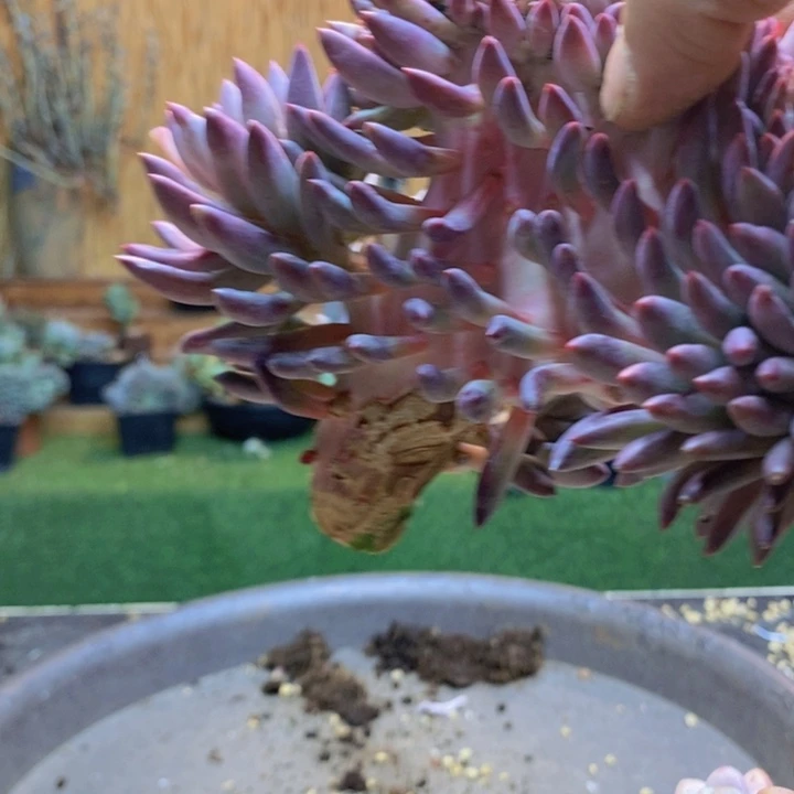 江***，272号虞美人多肉植物