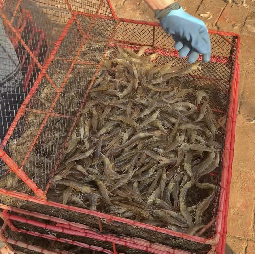 【小印生鲜】本地盐旺虾 净重4斤 鲜活速冻 顺丰包邮!