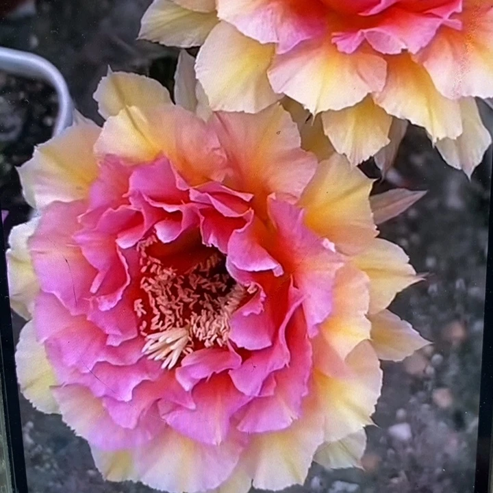 彩草42号带根5.7公分左右