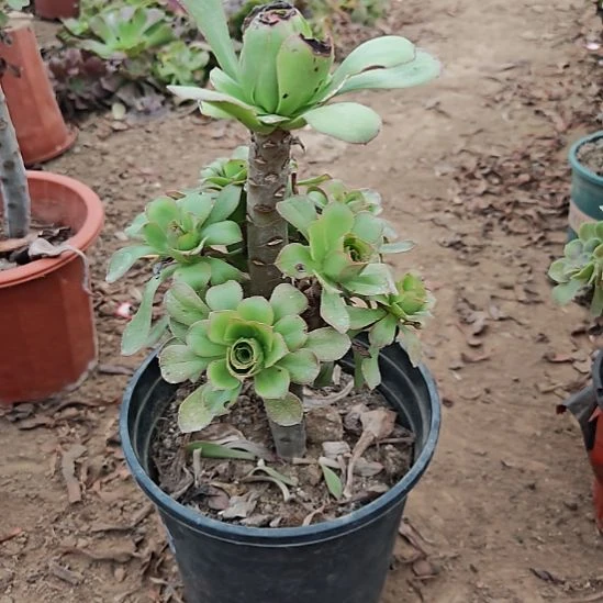 小***叶君美丽加急发货16