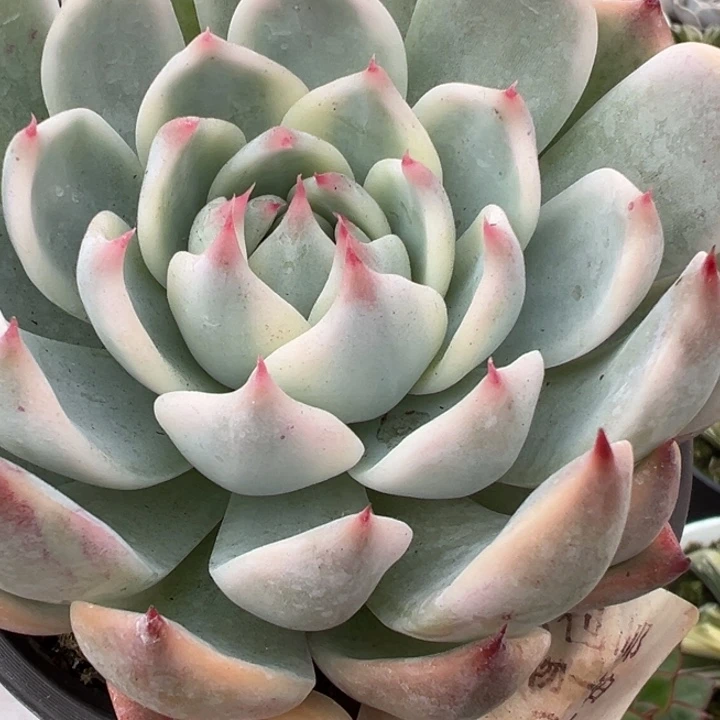 吉娃娃锦多肉植物564