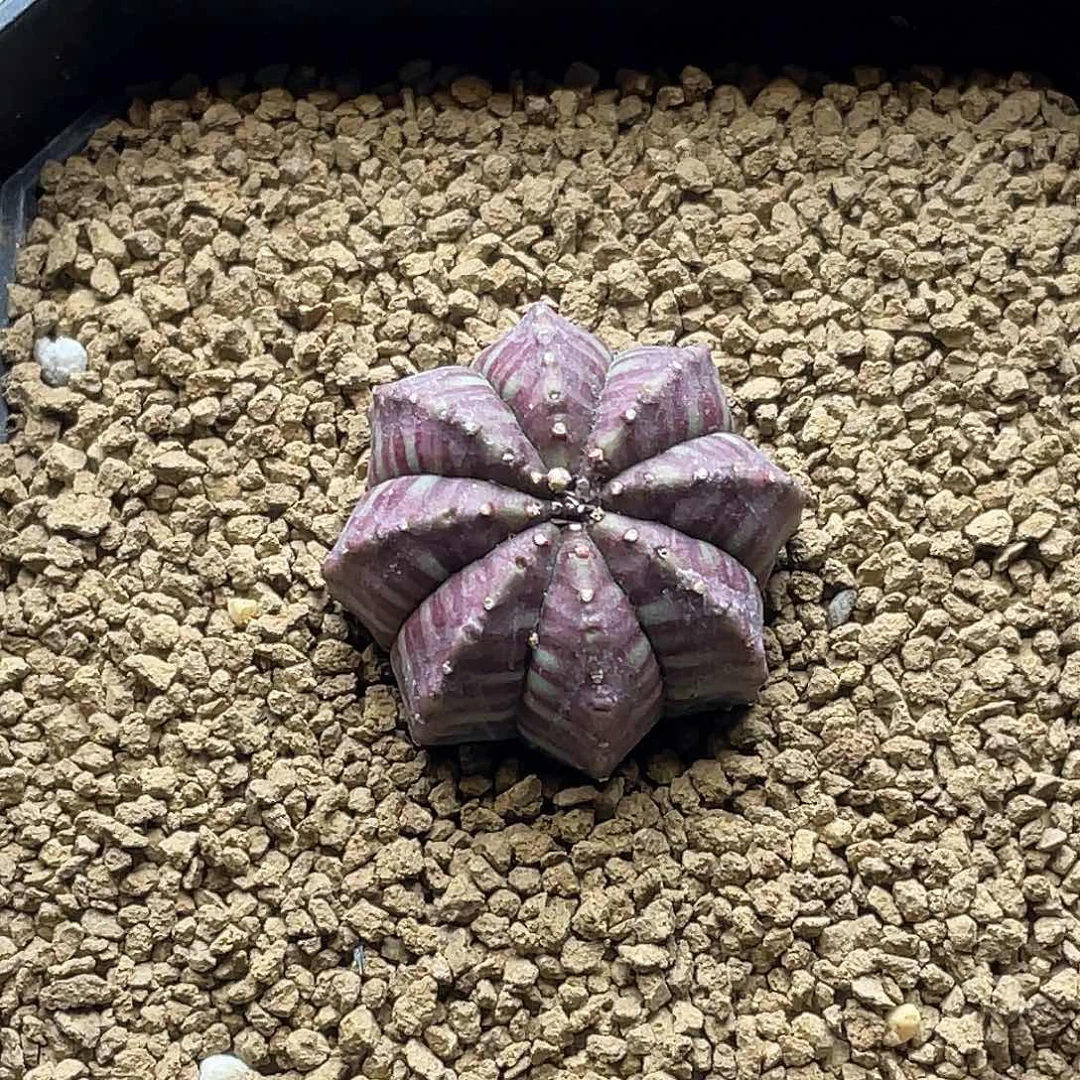 实生八棱血纹布纹球